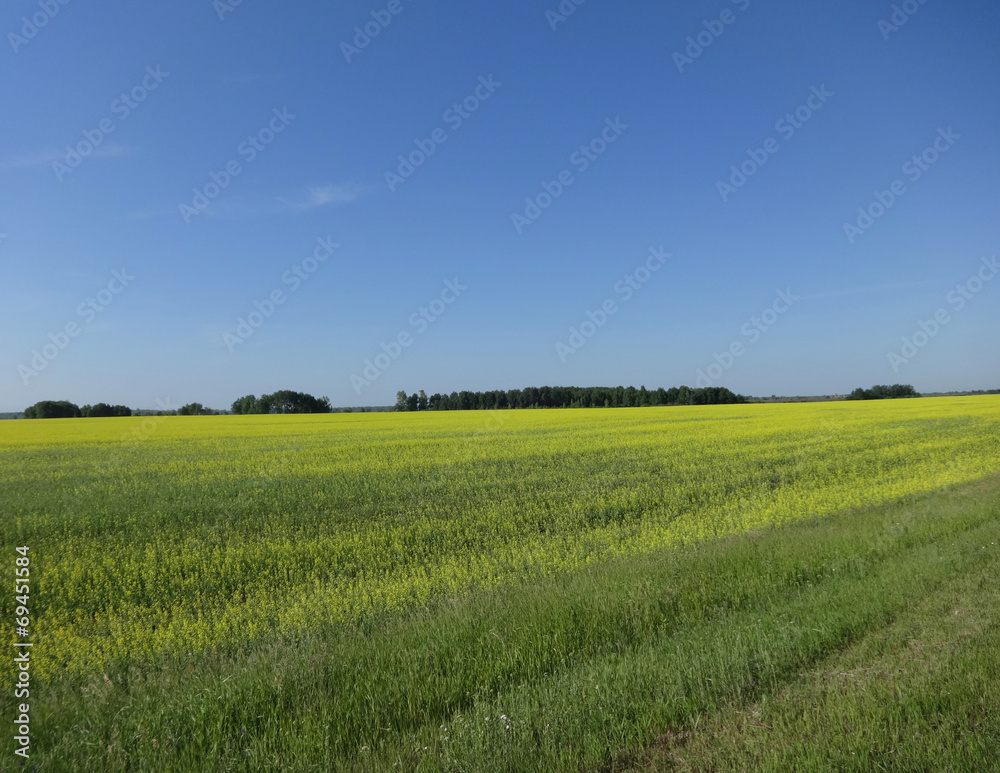 yellow field and blue sky