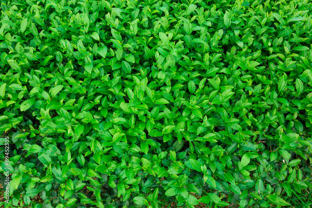 Green leaves of tea background Green leaves of tea background