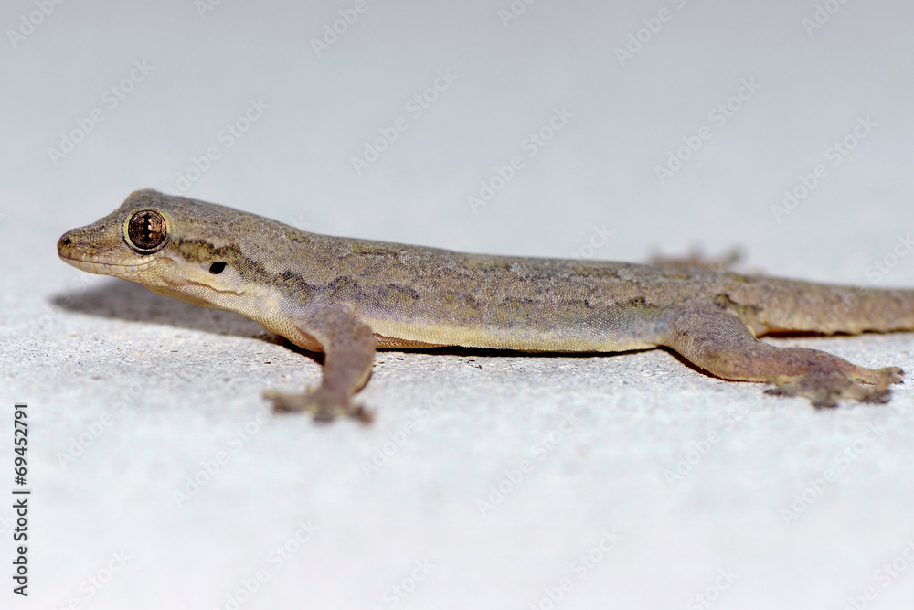 Common house lizard body texture skin Common house lizard body texture skin