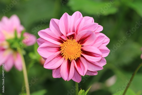 Dahlia flower