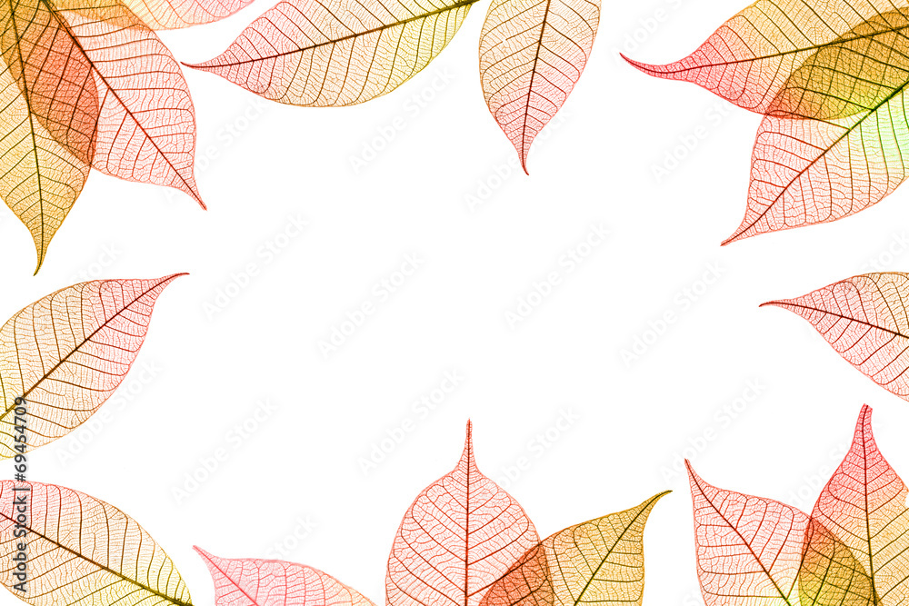 Transparent autumnal leaves frame on white background