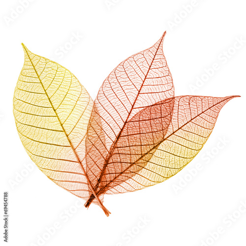 Transparent autumnal leaves isolated on white background