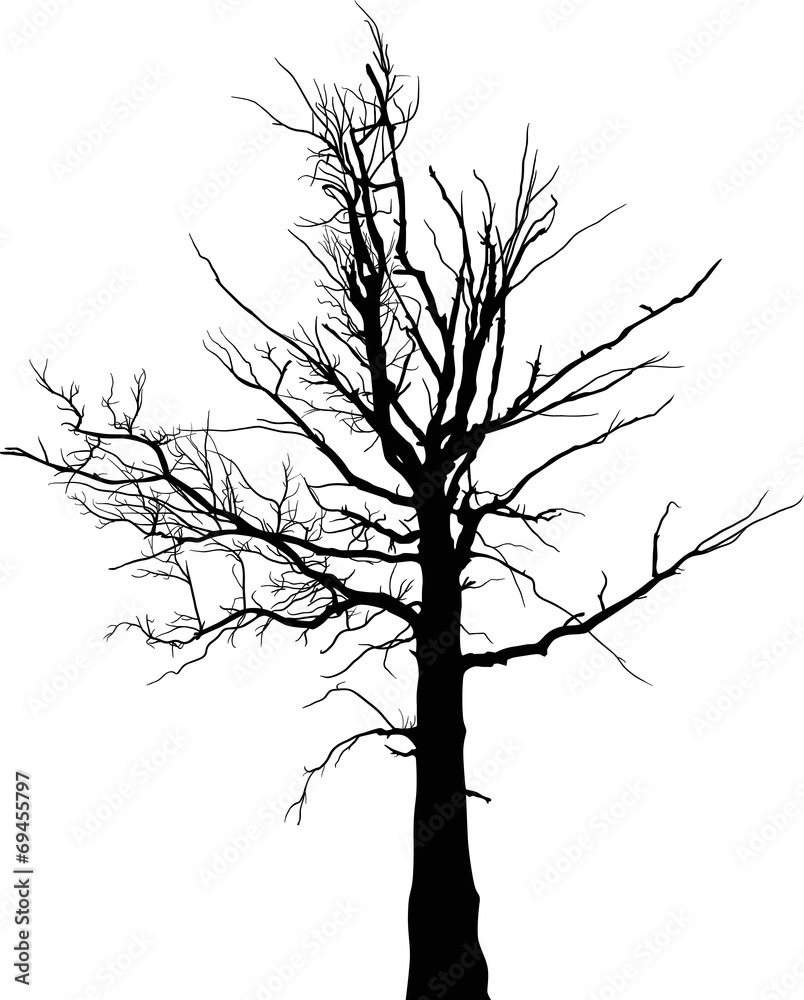 black dry large tree silhouette on white black dry large tree silhouette on white