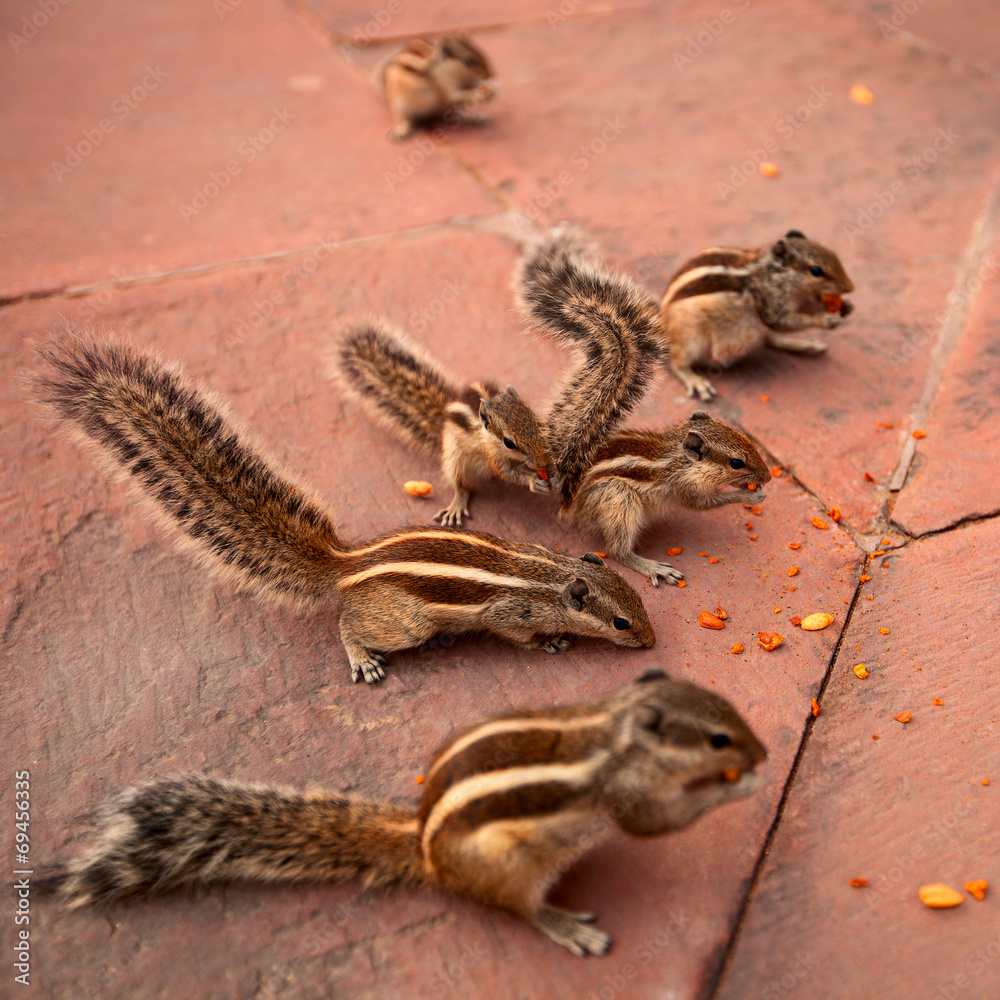 Obraz premium group of chipmunks eating nuts