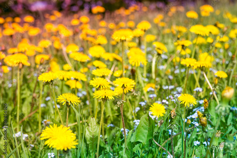 Field of spring flowers