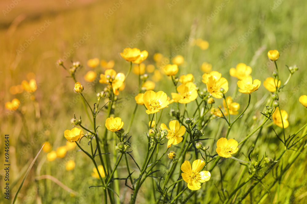 Blossom of summer flowers