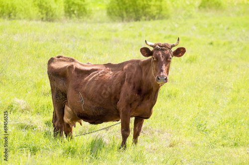 Fototapeta Naklejka Na Ścianę i Meble -  Cow on a green pasture