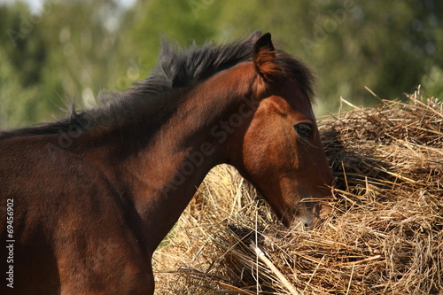 Brown foal eating dry hay in summer