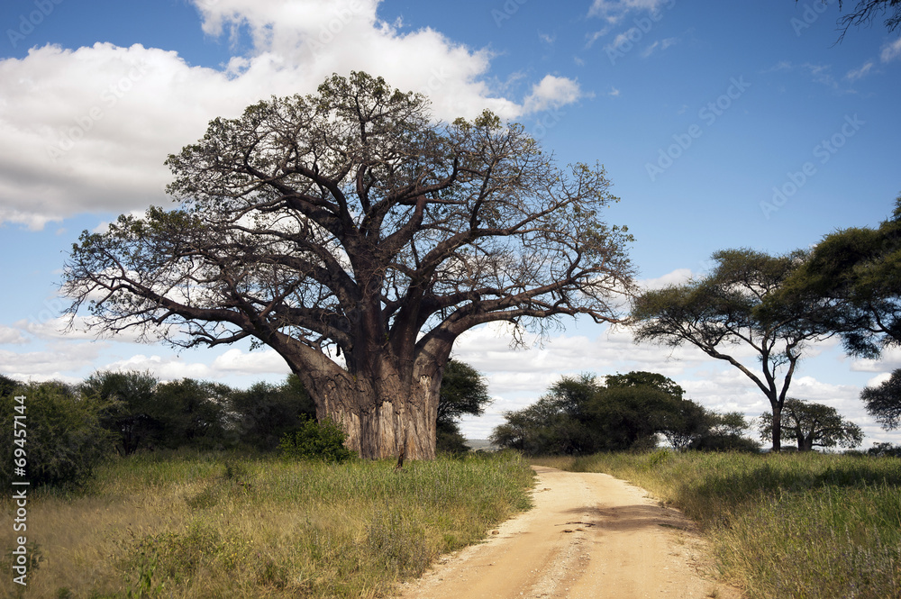 Baobab Baobab