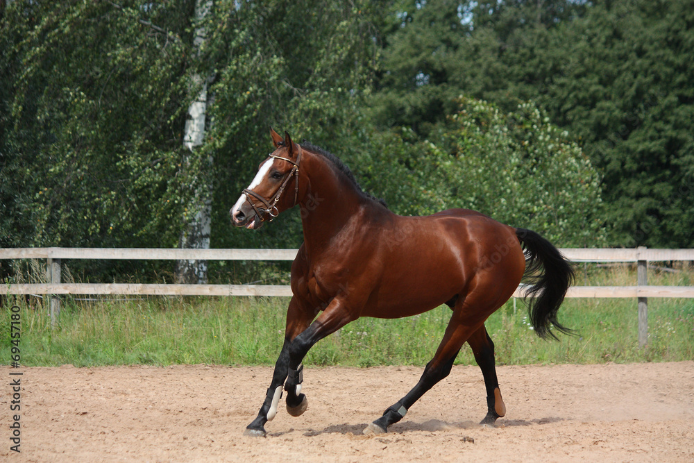 Beautiful bay horse galloping at the field Beautiful bay horse galloping at the field