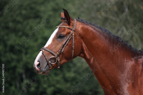 Bay horse with bridle portrait in summer