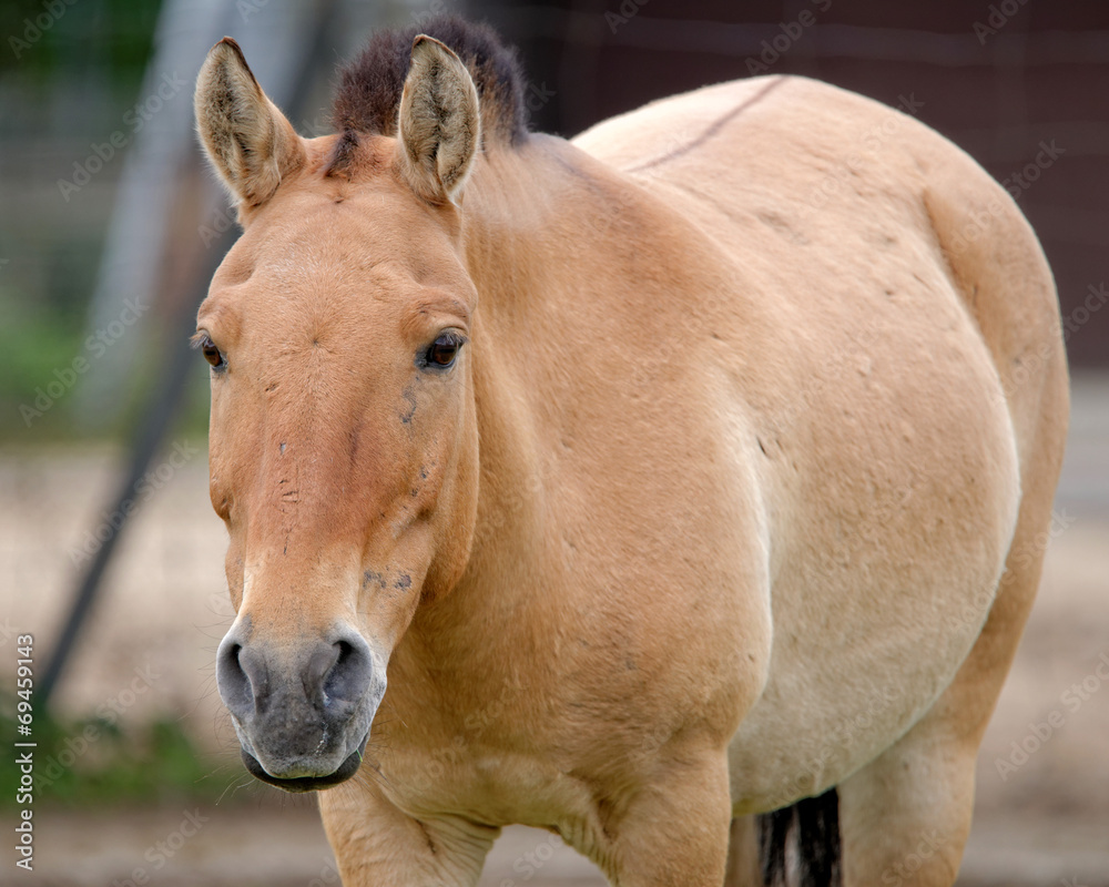 Obraz premium Przewalski's horse