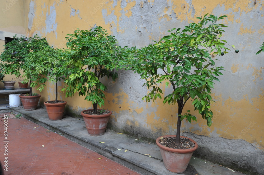 Lemon tree