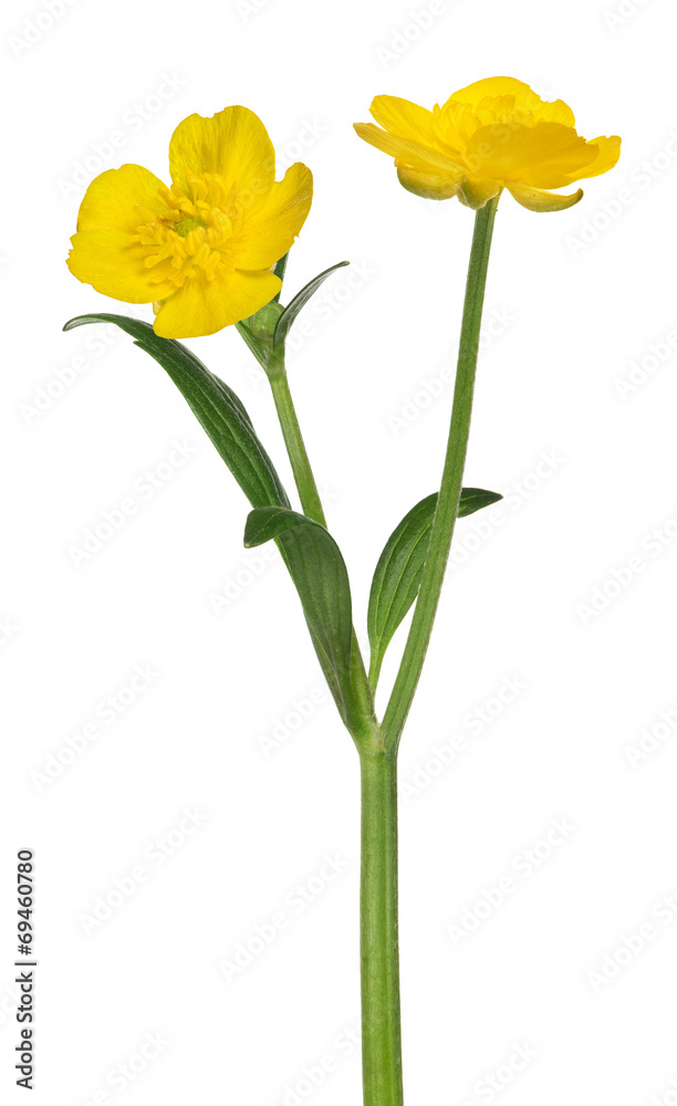 wild golden buttercup two flowers on white wild golden buttercup two flowers on white