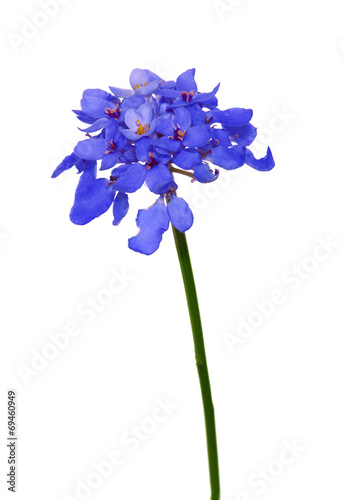 isolated blue Hesperis flowers