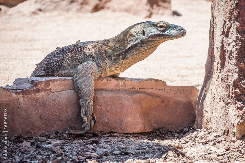 Komodo Dragon. Komodo Dragon.