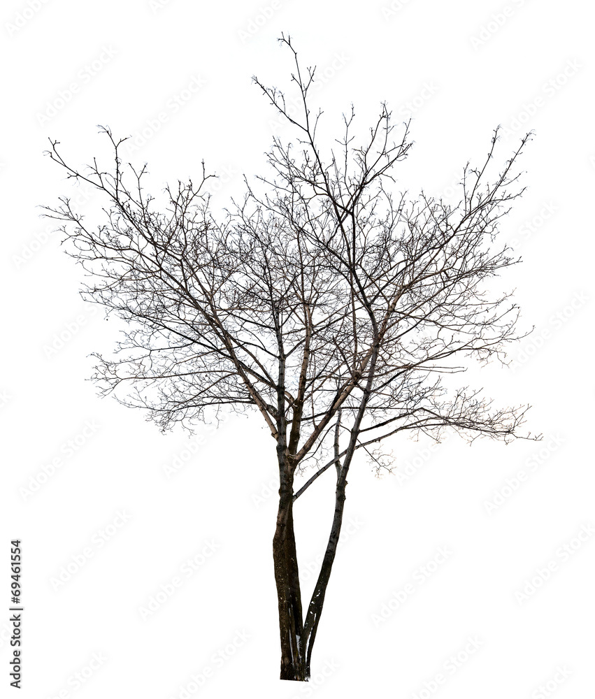isolated dark bare maple tree
