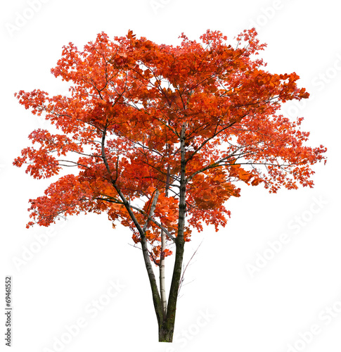 Fotografie, Obraz bright large red isolated maple tree
