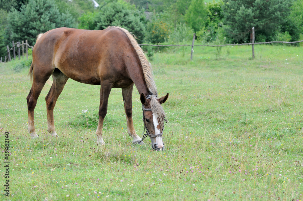 Fototapeta premium Horse.