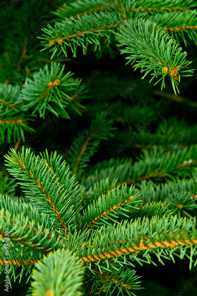Detail Of Spruce