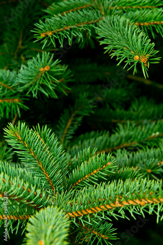 Detail Of Spruce
