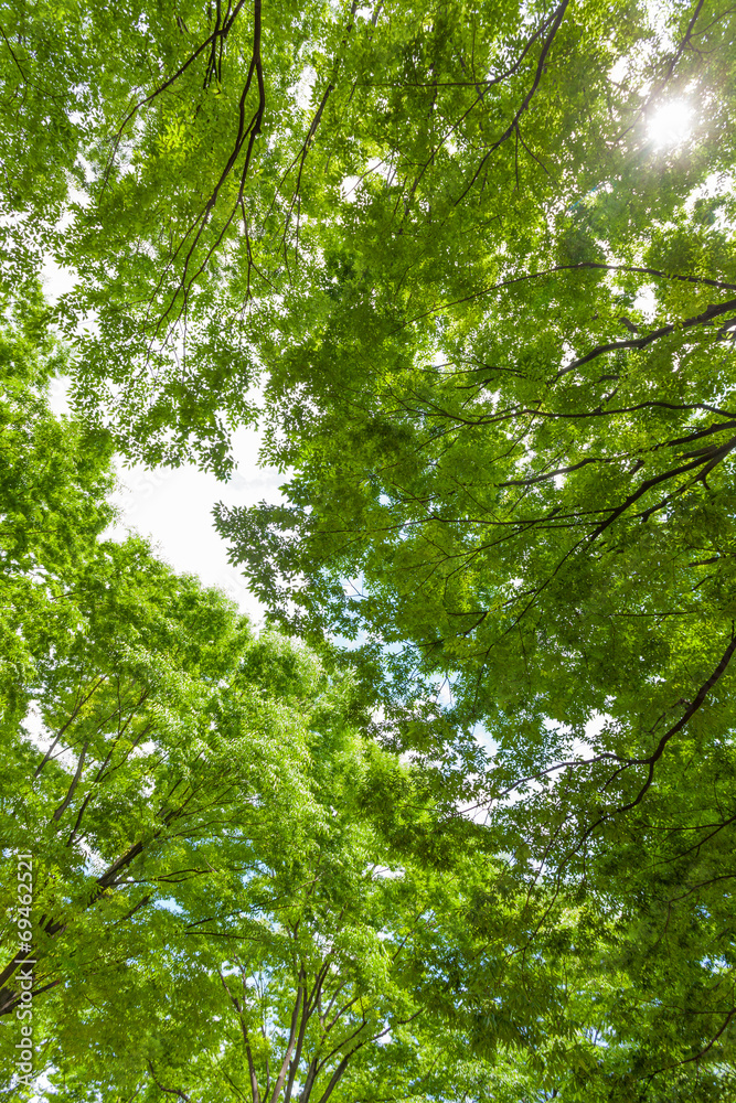 Obraz premium 太陽光と新緑のケヤキ林