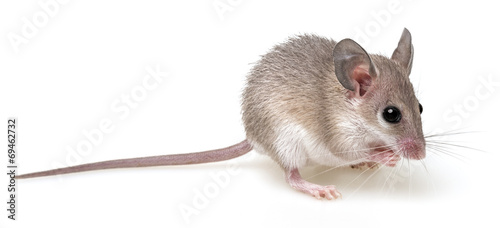 a little mouse Acomys cahirinus