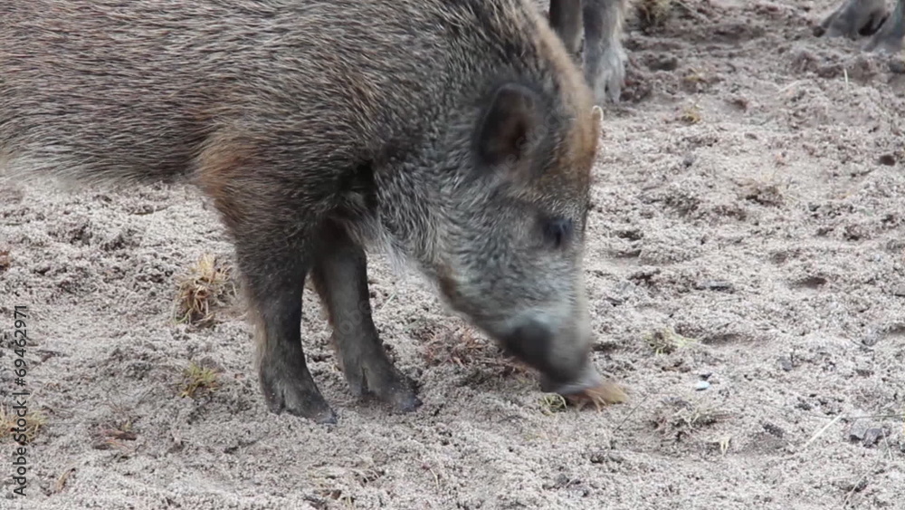 Wildschwein sucht nach Nahrung Wildschwein sucht nach Nahrung