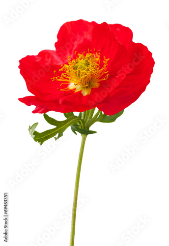 red poppy