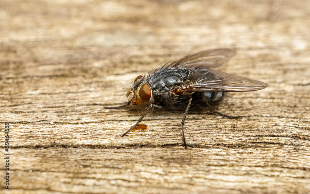A macro photo of a Blue-bottle fly on a wood background A macro photo of a Blue-bottle fly on a wood background