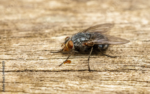 A macro photo of a Blue-bottle fly on a wood background