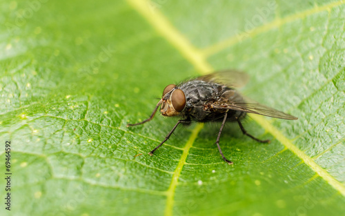 A macro photo of a Blue-bottle fly on a green leaf