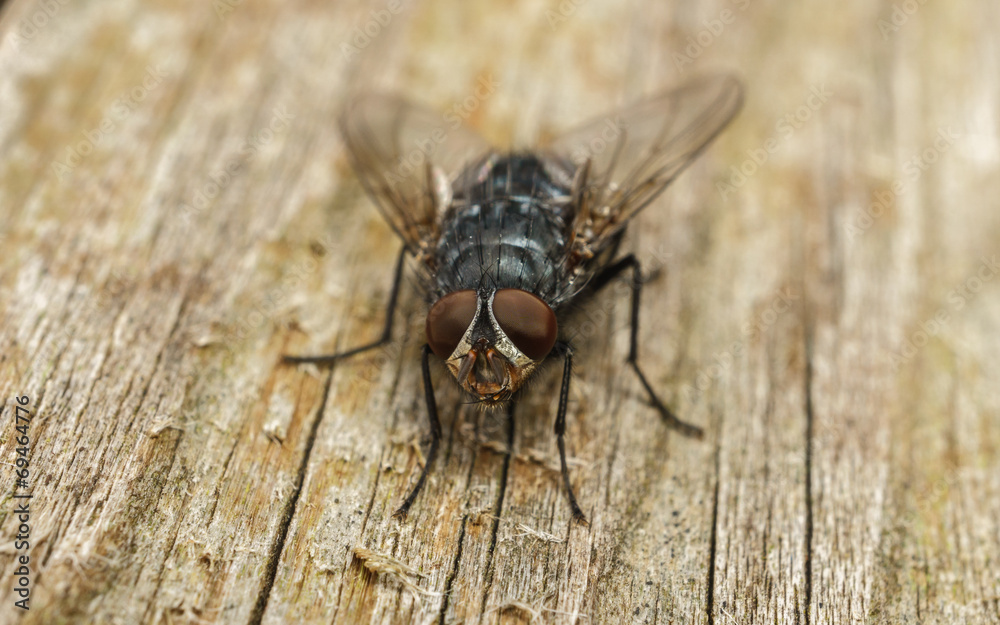 A macro photo of a Blue-bottle fly on a wood background A macro photo of a Blue-bottle fly on a wood background