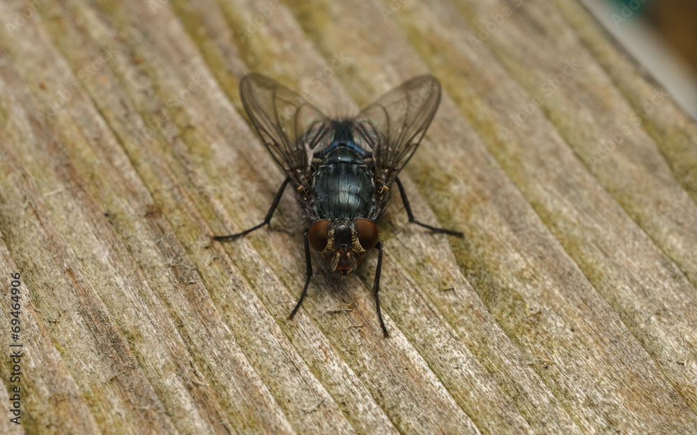 A macro photo of a Blue-bottle fly on a wood background A macro photo of a Blue-bottle fly on a wood background