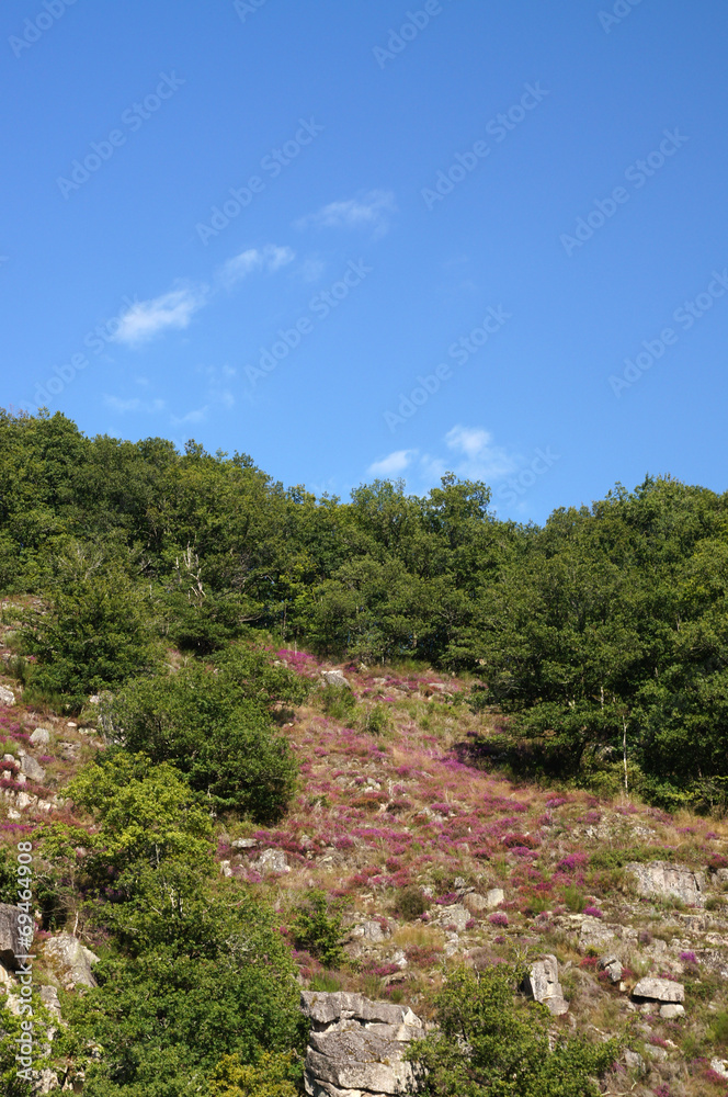 Bruyère au bord de la Creuse lors d'une croisière