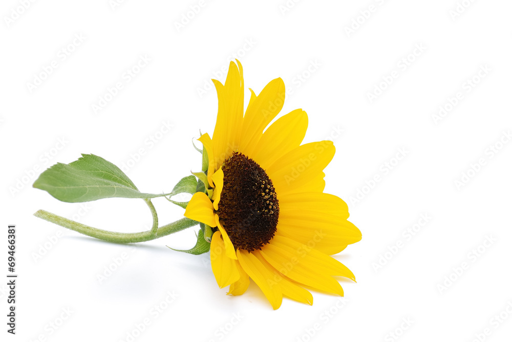 Fototapeta premium Sonnenblume