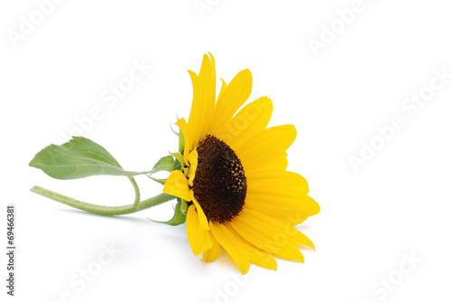 Sonnenblume photo