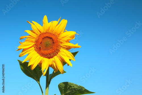 Blooming sunflower