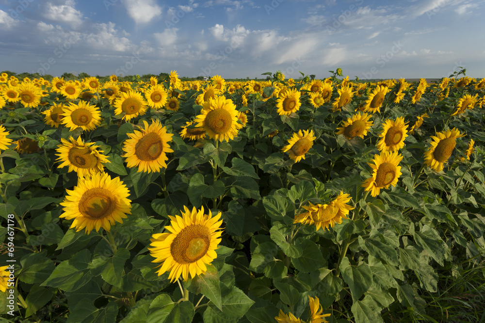 Obraz premium field of blooming sunflowers on a sunny day