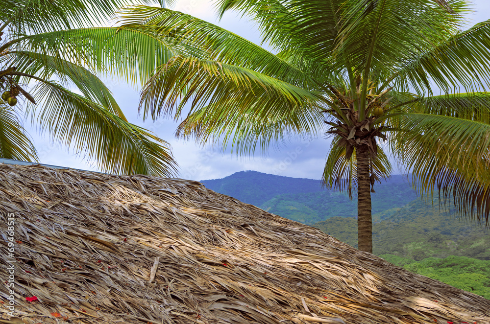 House Under The Thatch Roof And Palm Tree With Coconut Stock Photo Adobe Stock