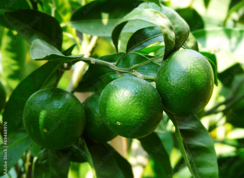 Green mandarins in the tropical garden.