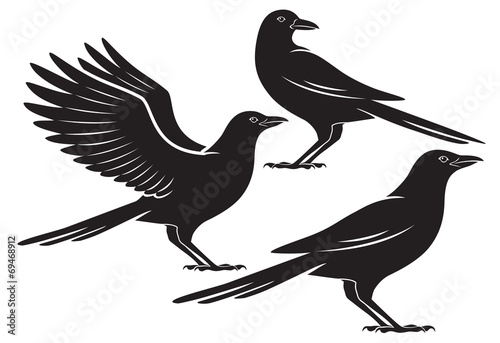 crow bird