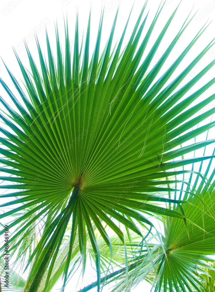 Fototapeta premium Coconut palm trees perspective view.