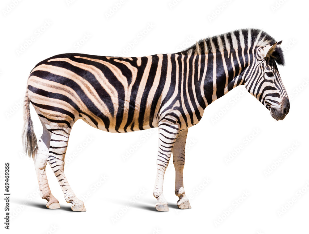 Fototapeta premium full length of zebra