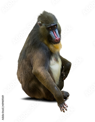 Mandrill photo