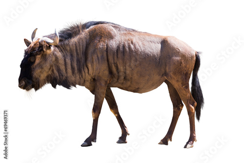 Blue wildebeest photo