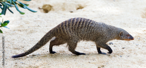 Banded mongoose photo