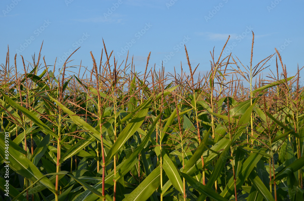Naklejka premium corn field