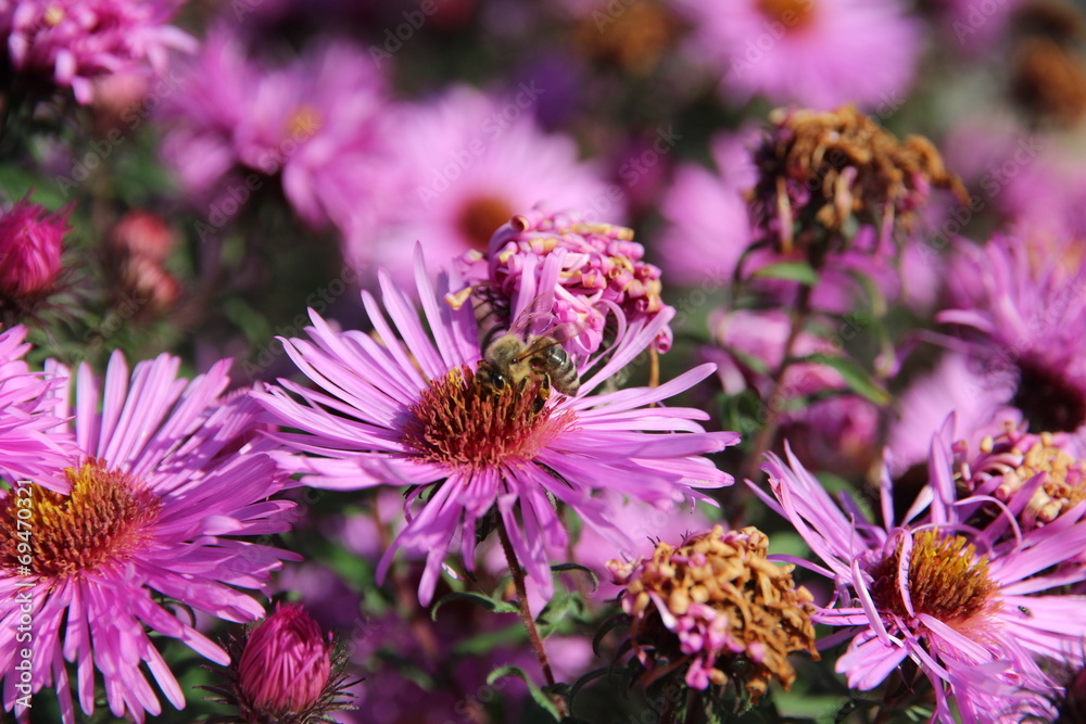 Biene aud der Aster Biene aud der Aster