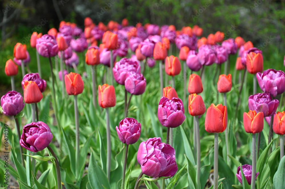 Closeup view of blooming tulips